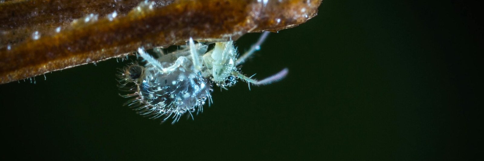 o que significa sonhar com piolho